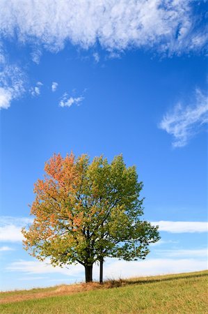 simsearch:400-04306537,k - lonely autumn tree on sky with some cirrus clouds background (and cross under tree crown). Stock Photo - Budget Royalty-Free & Subscription, Code: 400-04663337