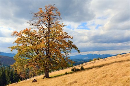 simsearch:400-04306537,k - Lonely tree on autumn mountainside (and sky with fleecy clouds). Stock Photo - Budget Royalty-Free & Subscription, Code: 400-04663340