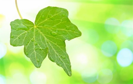 simsearch:859-03038623,k - Beautiful green leaves with green background in spring Stockbilder - Microstock & Abonnement, Bildnummer: 400-04663426