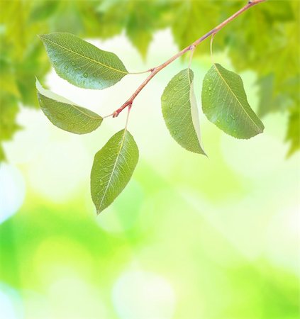 simsearch:400-06409108,k - Beautiful green leaves with green background in spring Foto de stock - Royalty-Free Super Valor e Assinatura, Número: 400-04663427