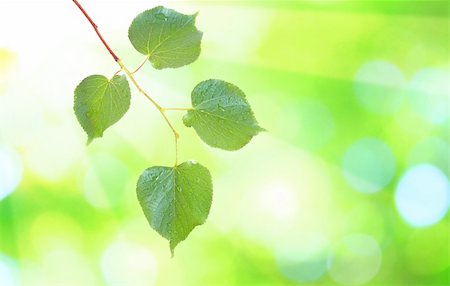 simsearch:859-03038623,k - Beautiful green leaves with green background in spring Stockbilder - Microstock & Abonnement, Bildnummer: 400-04663429