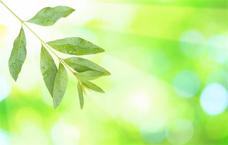 simsearch:859-03038623,k - Beautiful green leaves with green background in spring Stockbilder - Microstock & Abonnement, Bildnummer: 400-04663430