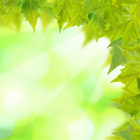 simsearch:859-03038623,k - Beautiful green leaves with green background in spring Stockbilder - Microstock & Abonnement, Bildnummer: 400-04663431