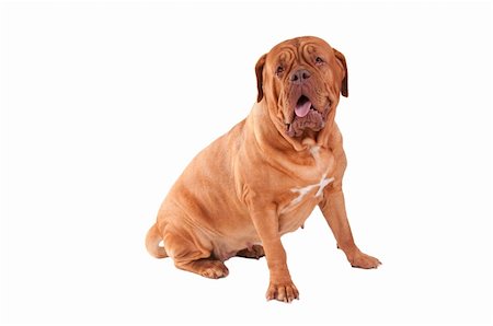 Dogue de bordeaux with an open mouth Stockbilder - Microstock & Abonnement, Bildnummer: 400-04663470