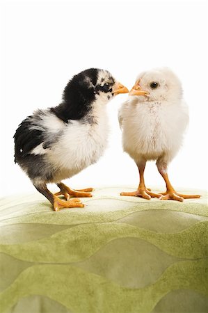 simsearch:400-04847950,k - Two little chickens standing on a decorative green pillow. Photographie de stock - Aubaine LD & Abonnement, Code: 400-04675121