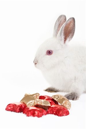 simsearch:400-08036285,k - Fluffy white rabbit with red and gold chocolates over a white background. Stockbilder - Microstock & Abonnement, Bildnummer: 400-04675123