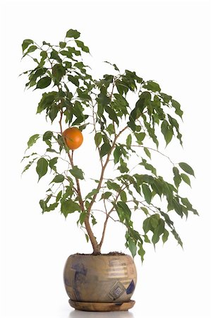 Orange tree in a pot isolated over white Stock Photo - Budget Royalty-Free & Subscription, Code: 400-04675251