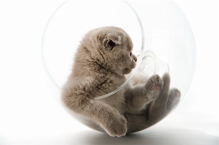 The Scottish lop-eared  kitten plays in the big glass Fotografie stock - Microstock e Abbonamento, Codice: 400-04675391