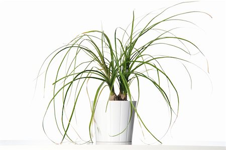 House plant in a white pot. Isolated Stock Photo - Budget Royalty-Free & Subscription, Code: 400-04675454