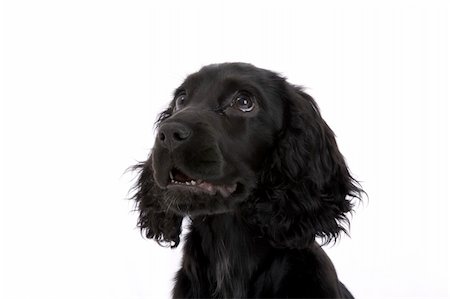 english Cocker Spaniel Stockbilder - Microstock & Abonnement, Bildnummer: 400-04675471