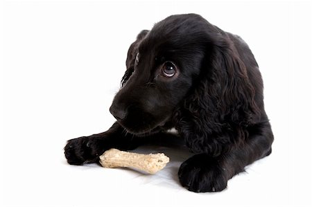 english Cocker Spaniel Stockbilder - Microstock & Abonnement, Bildnummer: 400-04675472