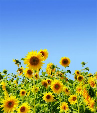 simsearch:400-05682398,k - Yellow sunflowers and blue sky Stock Photo - Budget Royalty-Free & Subscription, Code: 400-04675571