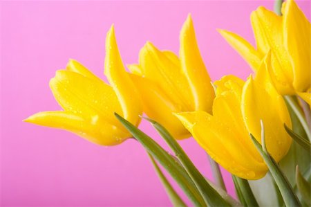 simsearch:400-04031781,k - Yellow tulips on a pink background Stock Photo - Budget Royalty-Free & Subscription, Code: 400-04675788