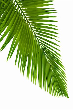 Leaves of palm tree with waterdrop isolated on white background Stock Photo - Budget Royalty-Free & Subscription, Code: 400-04675947