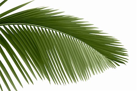 single coconut tree picture - Leaves of palm tree with waterdrop isolated on white background Stock Photo - Budget Royalty-Free & Subscription, Code: 400-04675948