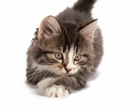 simsearch:400-05262338,k - Grey striped kitten plays on a white background Photographie de stock - Aubaine LD & Abonnement, Code: 400-04676728