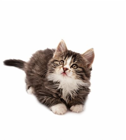 simsearch:400-07715679,k - Grey striped kitten plays on a white background Foto de stock - Super Valor sin royalties y Suscripción, Código: 400-04676729