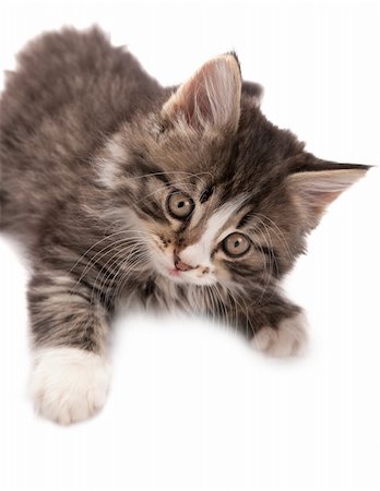 simsearch:400-07715679,k - Grey striped kitten plays on a white background Foto de stock - Super Valor sin royalties y Suscripción, Código: 400-04676730