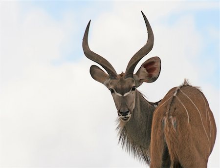 kudu buck head and shoulders showing horns Photographie de stock - Aubaine LD & Abonnement, Code: 400-04676870