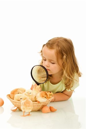 simsearch:400-04621574,k - Little girl studying a basketful of fluffy yellow spring chicks Stock Photo - Budget Royalty-Free & Subscription, Code: 400-04676939