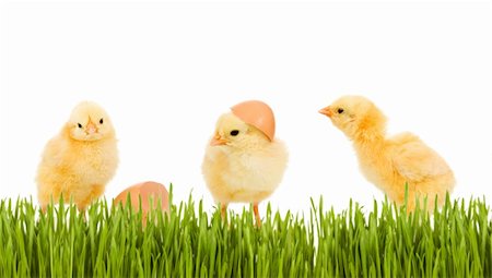 simsearch:400-05905850,k - Three fluffy baby chicken in the spring grass - isolated Photographie de stock - Aubaine LD & Abonnement, Code: 400-04676940