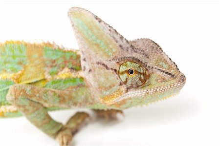 Beautiful big chameleon sitting on a white background Foto de stock - Super Valor sin royalties y Suscripción, Código: 400-04677227