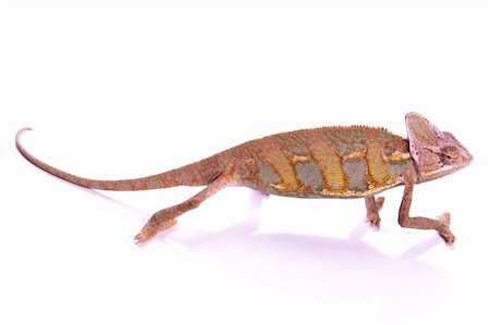 Beautiful big chameleon sitting on a white background Stock Photo - Budget Royalty-Free & Subscription, Code: 400-04677234