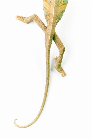 Beautiful big chameleon sitting on a white background Photographie de stock - Aubaine LD & Abonnement, Code: 400-04677235