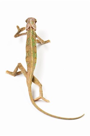 Beautiful big chameleon sitting on a white background Foto de stock - Super Valor sin royalties y Suscripción, Código: 400-04677236