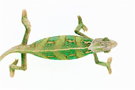 Beautiful big chameleon sitting on a white background Photographie de stock - Aubaine LD & Abonnement, Code: 400-04677237