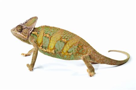 Beautiful big chameleon sitting on a white background Stock Photo - Budget Royalty-Free & Subscription, Code: 400-04677238