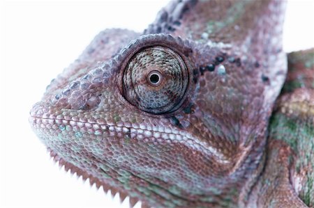 Beautiful big chameleon sitting on a white background Photographie de stock - Aubaine LD & Abonnement, Code: 400-04677239