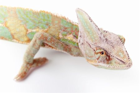 Beautiful big chameleon sitting on a white background Stock Photo - Budget Royalty-Free & Subscription, Code: 400-04677230