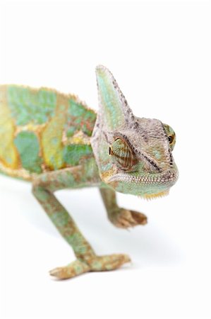 Beautiful big chameleon sitting on a white background Stock Photo - Budget Royalty-Free & Subscription, Code: 400-04677231