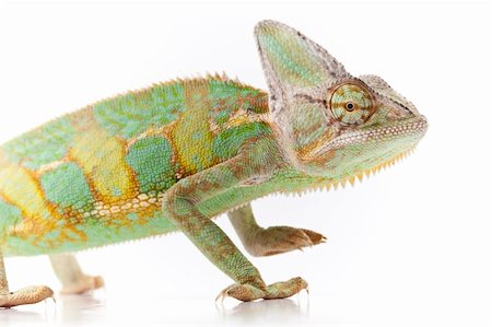 Beautiful big chameleon sitting on a white background Stock Photo - Budget Royalty-Free & Subscription, Code: 400-04677232