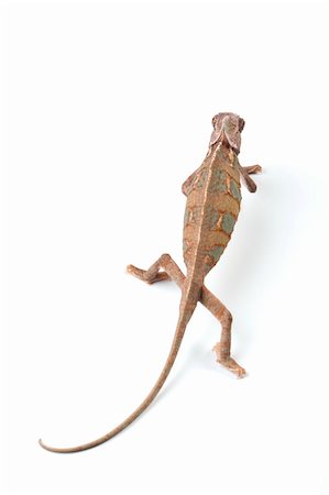 Beautiful big chameleon sitting on a white background Photographie de stock - Aubaine LD & Abonnement, Code: 400-04677233