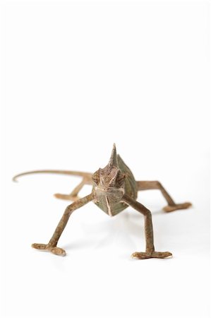 Beautiful big chameleon sitting on a white background Stock Photo - Budget Royalty-Free & Subscription, Code: 400-04677245