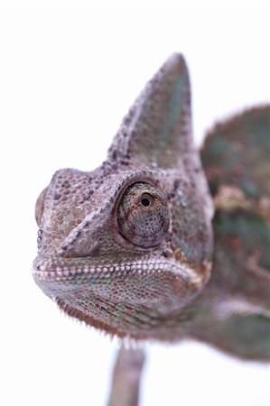 Beautiful big chameleon sitting on a white background Foto de stock - Super Valor sin royalties y Suscripción, Código: 400-04677248