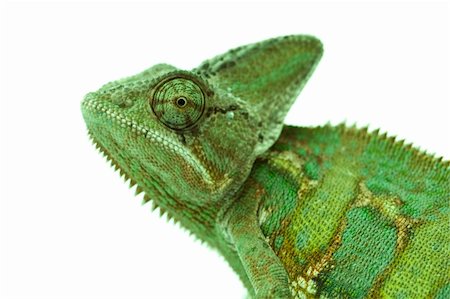 Beautiful big chameleon sitting on a white background Stock Photo - Budget Royalty-Free & Subscription, Code: 400-04677241