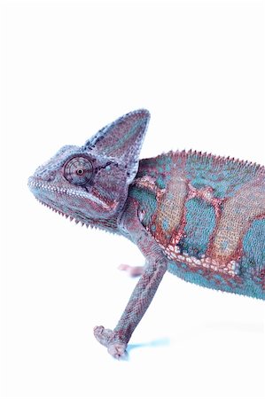 Beautiful big chameleon sitting on a white background Stock Photo - Budget Royalty-Free & Subscription, Code: 400-04677242