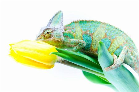 Beautiful big chameleon sitting on a tulip Stock Photo - Budget Royalty-Free & Subscription, Code: 400-04677254