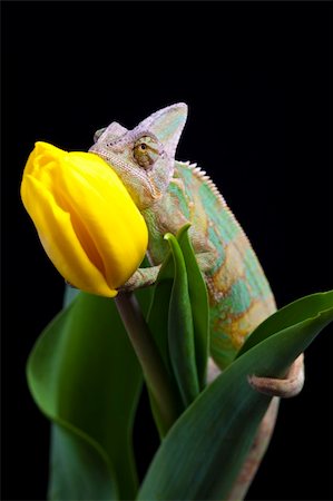 Beautiful big chameleon sitting on a tulip Stock Photo - Budget Royalty-Free & Subscription, Code: 400-04677255