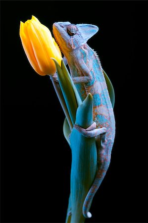 Beautiful big chameleon sitting on a tulip Stock Photo - Budget Royalty-Free & Subscription, Code: 400-04677257