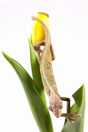Beautiful big chameleon sitting on a tulip Stock Photo - Budget Royalty-Free & Subscription, Code: 400-04677250