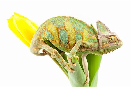 Beautiful big chameleon sitting on a tulip Photographie de stock - Aubaine LD & Abonnement, Code: 400-04677252