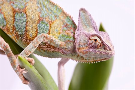 Beautiful big chameleon sitting on a tulip Stock Photo - Budget Royalty-Free & Subscription, Code: 400-04677253