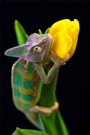 Beautiful big chameleon sitting on a tulip Photographie de stock - Aubaine LD & Abonnement, Code: 400-04677264