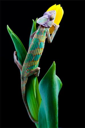 Beautiful big chameleon sitting on a tulip Photographie de stock - Aubaine LD & Abonnement, Code: 400-04677265