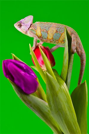 Beautiful big chameleon sitting on a tulip Foto de stock - Super Valor sin royalties y Suscripción, Código: 400-04677268