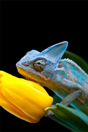 Beautiful big chameleon sitting on a tulip Foto de stock - Super Valor sin royalties y Suscripción, Código: 400-04677260